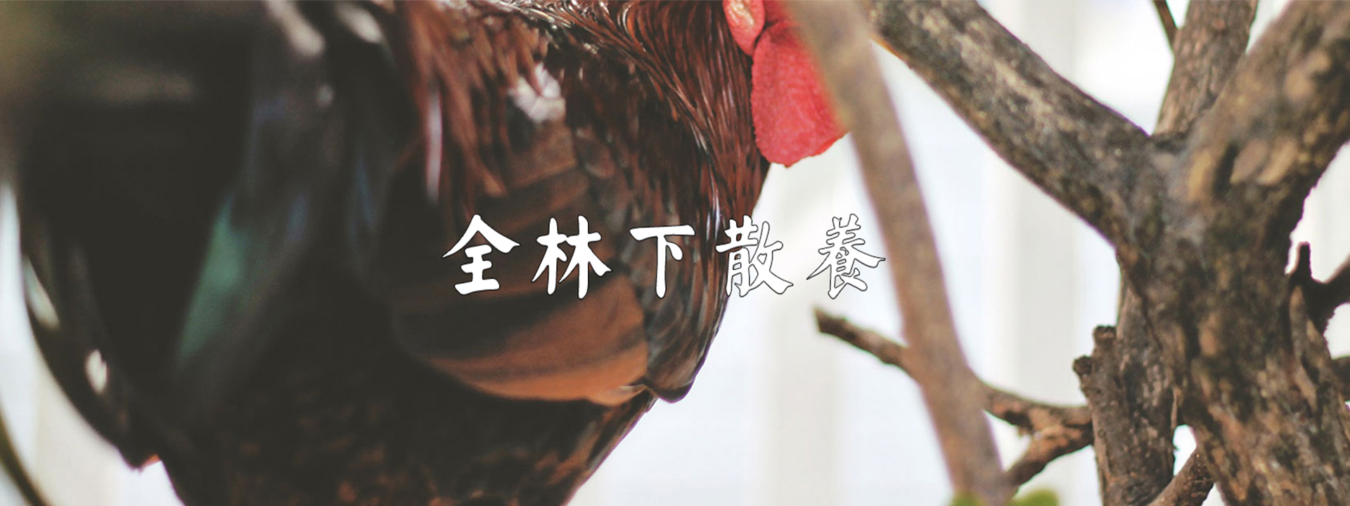 吉祥游戏登录